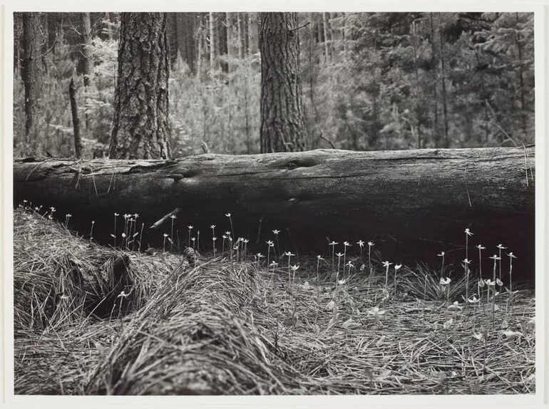 Image: Adenochilus gracilis growing under 68 year old western yellow pine, Hanmer Forest