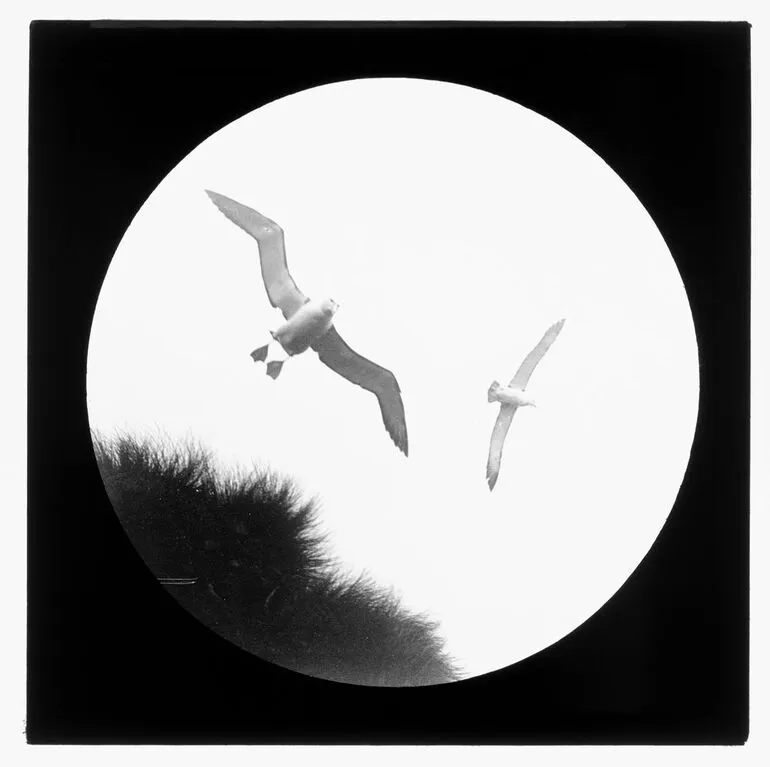 Image: Mollyhawks [white-capped mollymawks], Disappointment Island