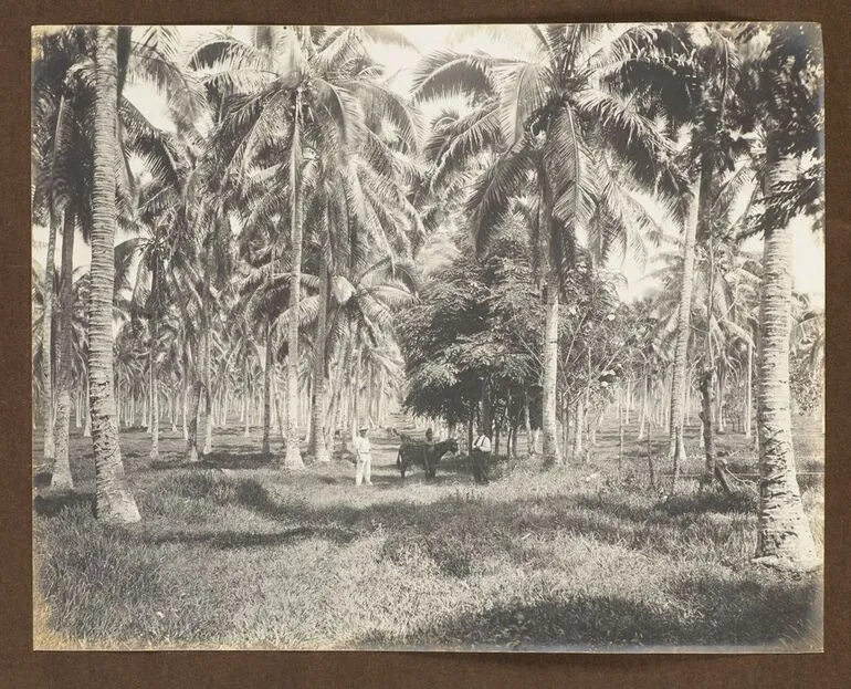 Image: Copra plantation. From the album: Samoa