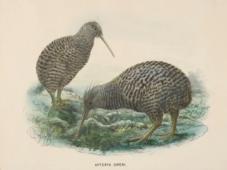 Image: Little spotted kiwi (Apteryx owenii)