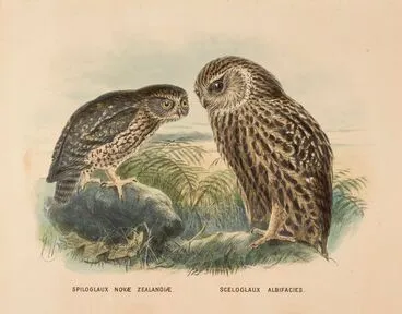 Image: Morepork (Ruru) and Laughing owl (Whekau) (Spiloglaux Novae Zealandiae/ Sceloglaux albifacies).
