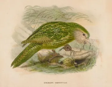 Image: Stringops habroptilus. Known today as Kakapo (Strigops habroptilus)