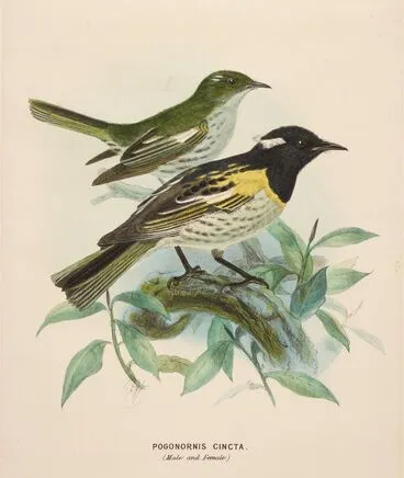 Image: Stitchbird. Pogonornis cincta (male and female)