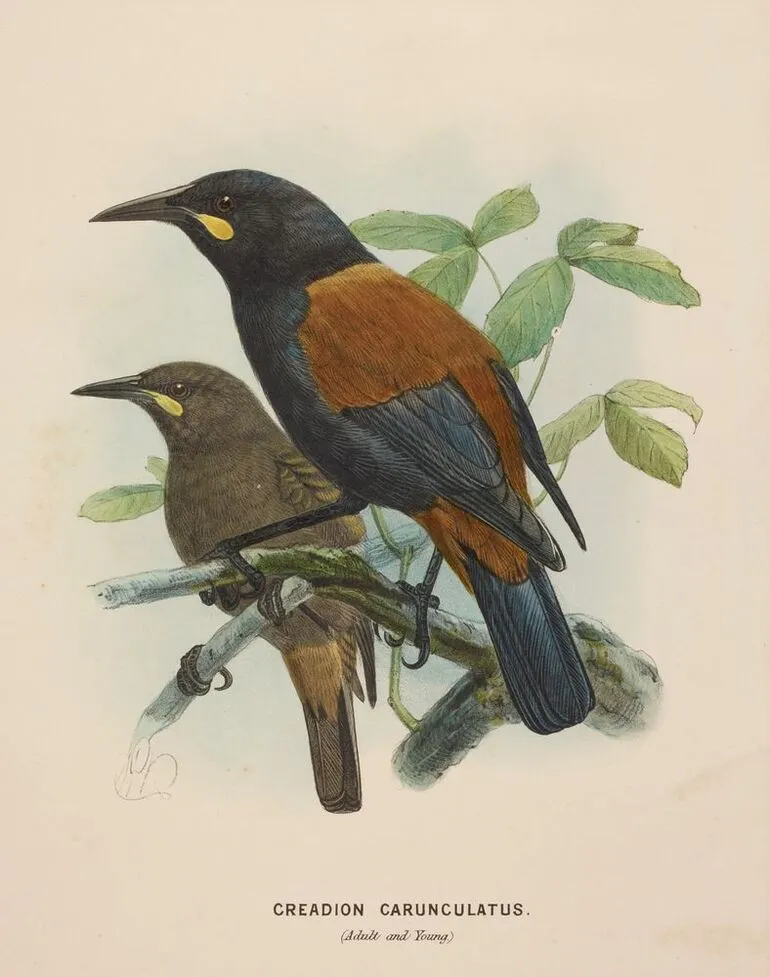 Image: Saddleback. Creadion carunculatus (adult and young)