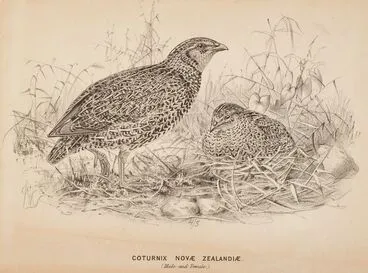 Image: The quail (male and female) Coturnix Novae Zelandiae