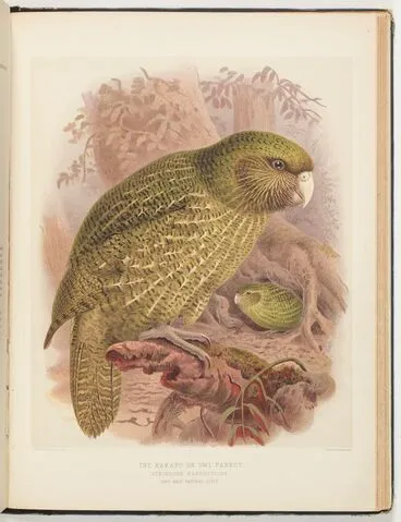 Image: The Kakapo or Owl Parrot Stringops Habroptilus (one-Half Natural Size) Plate 19. From the book: A history of the birds of New Zealand Vol. 1