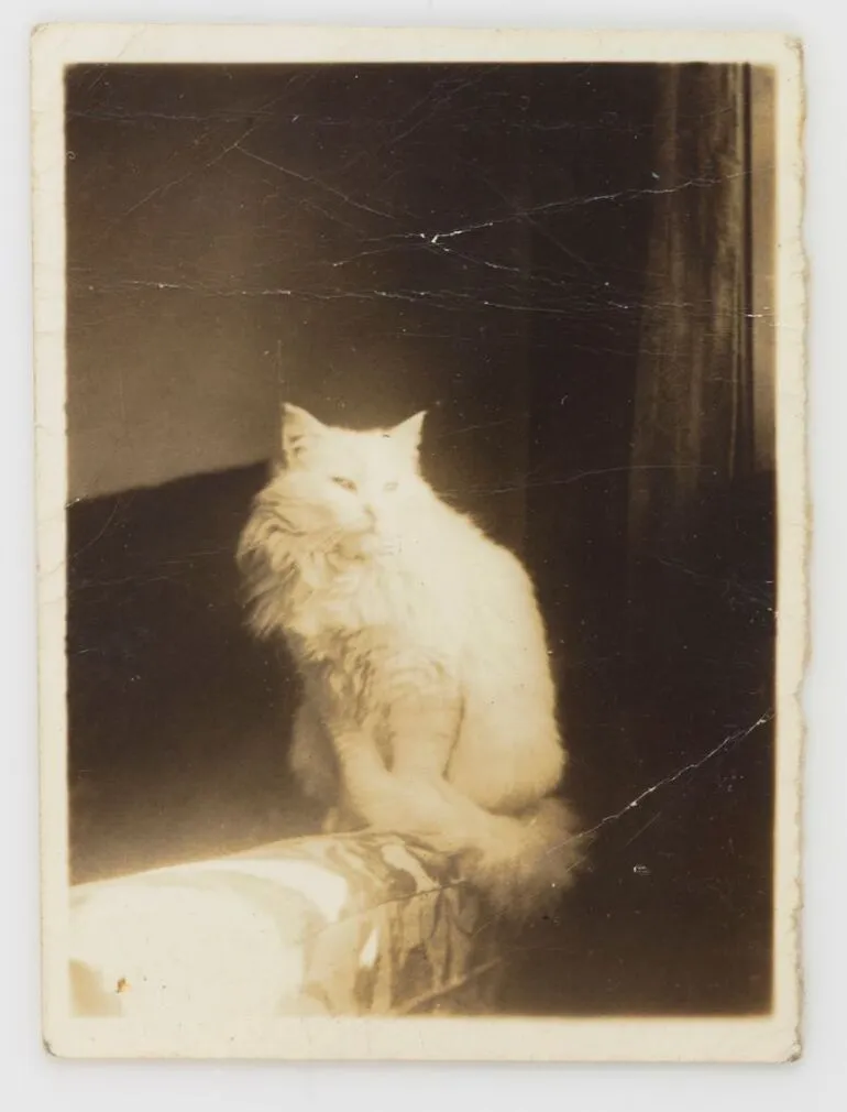 Image: Mitzi Hitchings: Helen's cat