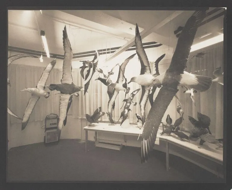 Image: Mounted birds, temporary storage