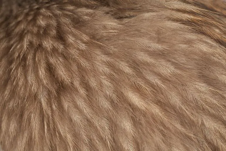 Image: North Island Brown Kiwi, Apteryx mantelli
