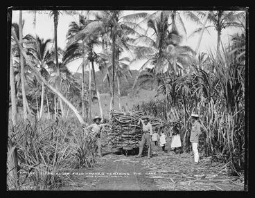 Image: Fijian Sugar Field, Mango [Mago], Loading The Cane