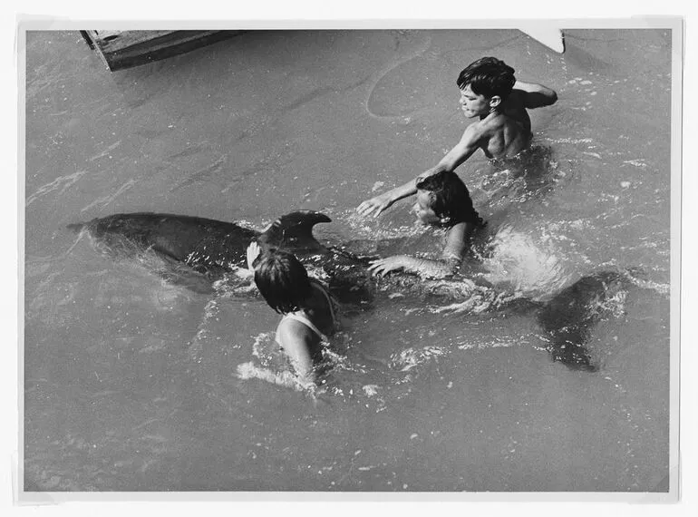 Image: Opo the dolphin, Opononi