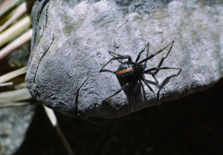 Image: Katipo Spider