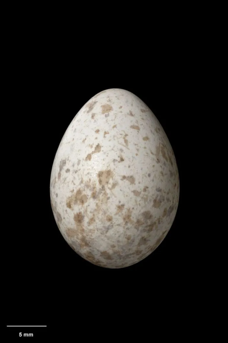 Image: Black Robin, Petroica traversi