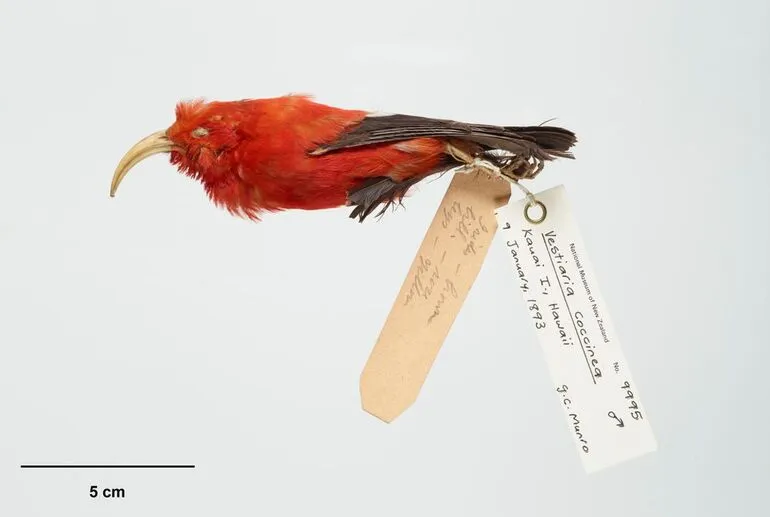 Image: Hawaiian Honeycreepers, Vestiaria coccinea