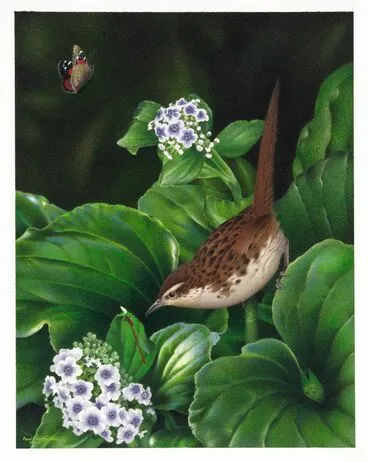 Image: Chatham Island Fernbird. Bowdleria rufescens. From the series: Extinct Birds of New Zealand.