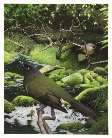 Image: Chatham Island Bellbird / Komako. Anthornis melanocephala. From the series: Extinct Birds of New Zealand.