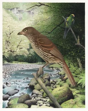 Image: South Island Piopio. Turnagra capensis. From the series: Extinct Birds of New Zealand.