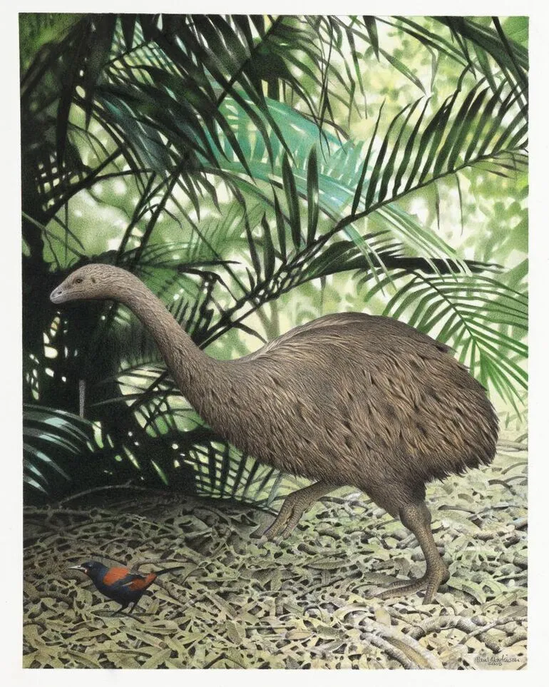 Image: Little Bush Moa. Anomalopteryx didiformis. From the series: Extinct Birds of New Zealand.