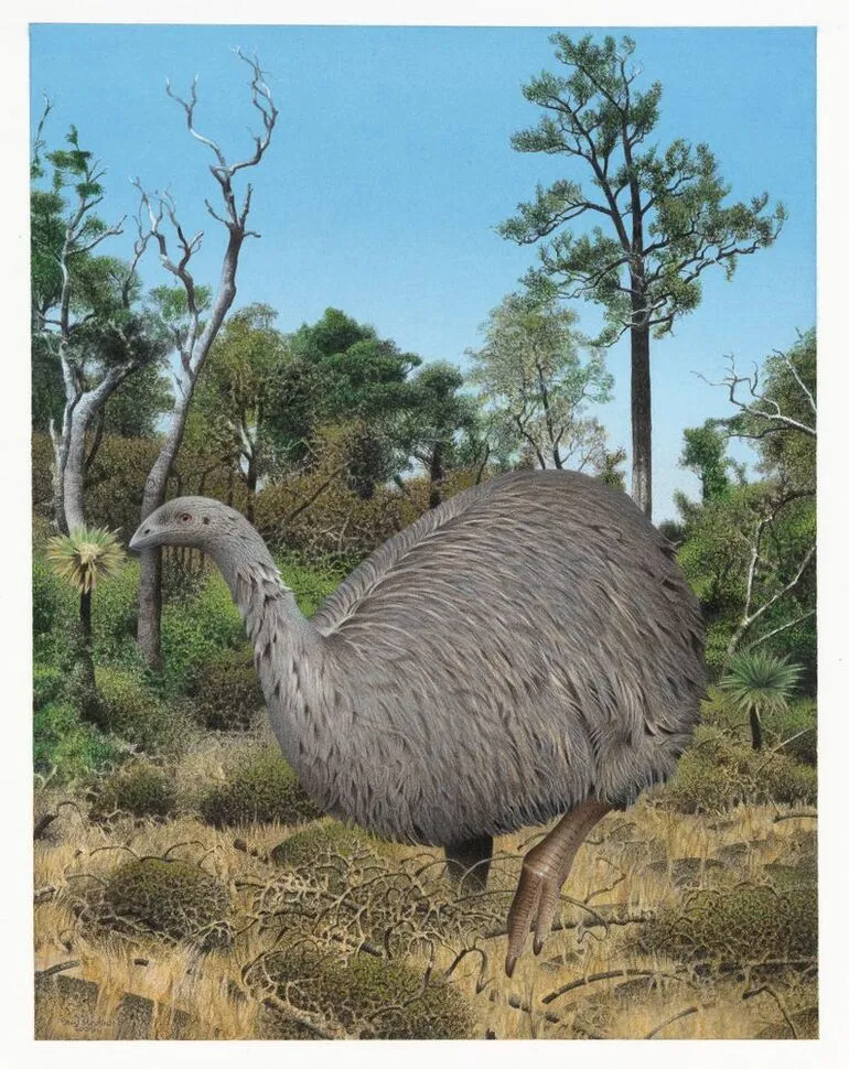 Image: Eastern Moa. Emeus crassus. From the series: Extinct Birds of New Zealand.