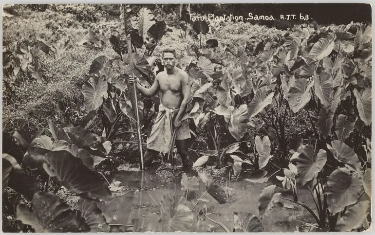 Image: Taro Plantation