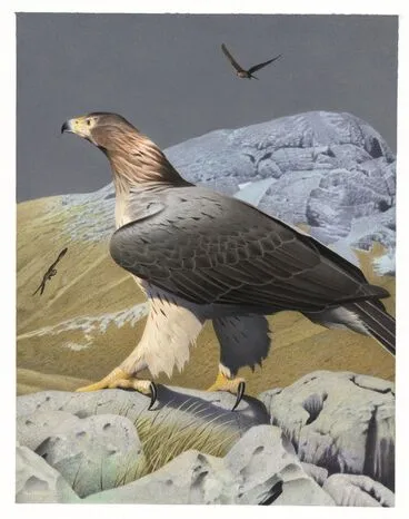 Image: Haast's Eagle. Harpagornis moorei. From the series: Extinct Birds of New Zealand.