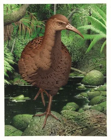 Image: Hawkins' Rail / Mehonui. Diaphorapteryx hawkinsi. From the series: Extinct Birds of New Zealand.