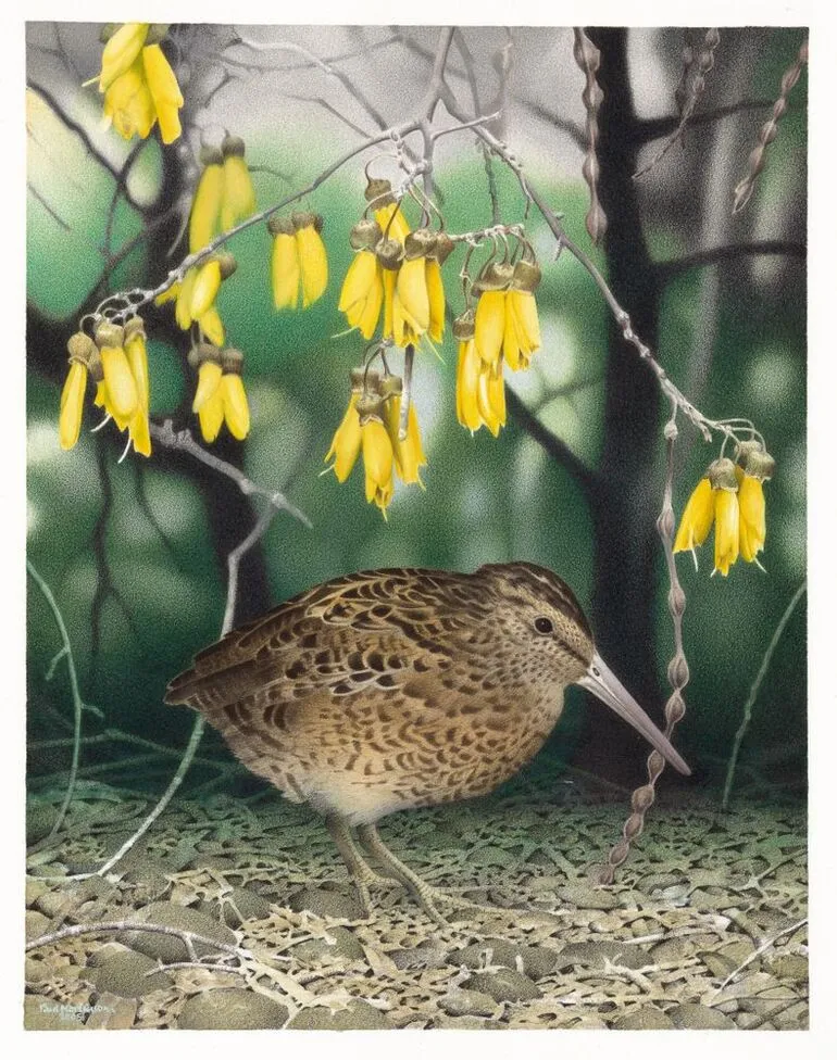 Image: North Island Snipe. Coenocorypha barrierensis. From the series: Extinct Birds of New Zealand.