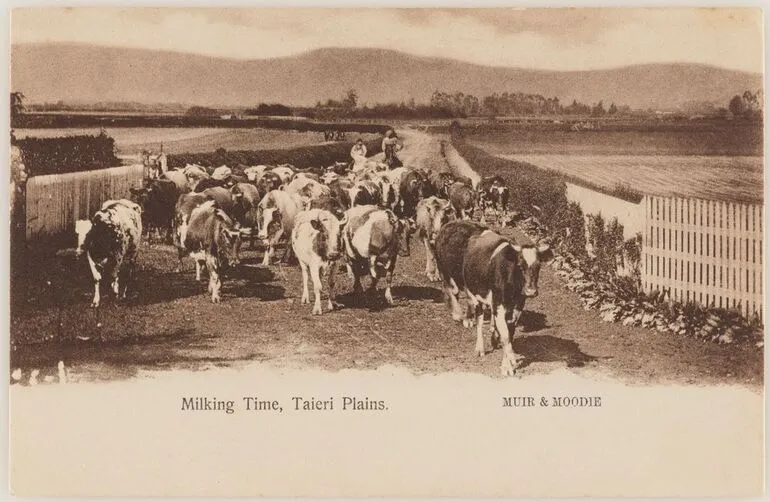 Image: Milking Time, Taieri Plains