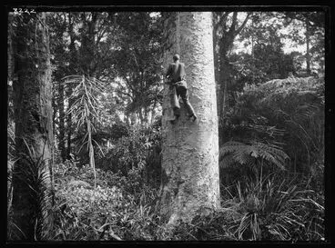 Image: Gum-climber on Kauri (Agathis australis)