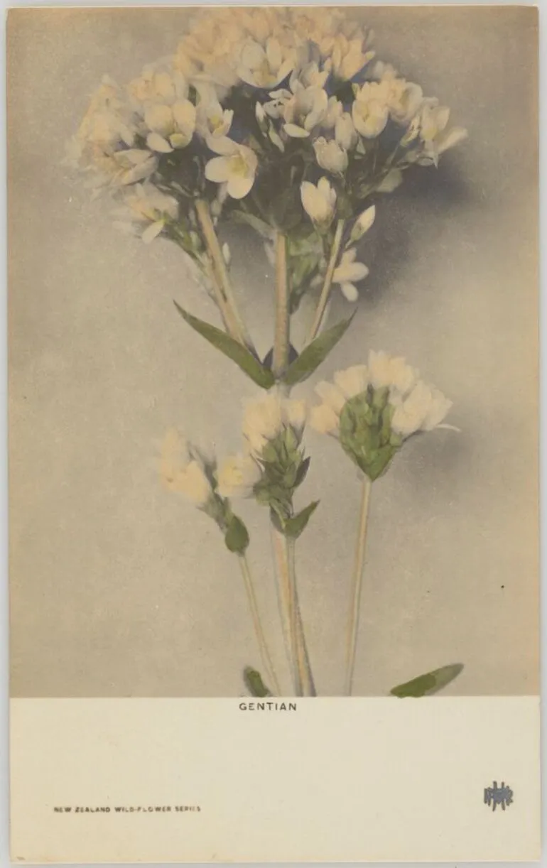 Image: Gentian