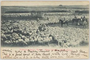Image: Sheep drafting 20,000 Sheep