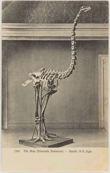 Image: The Moa (Dinornis Robustus)