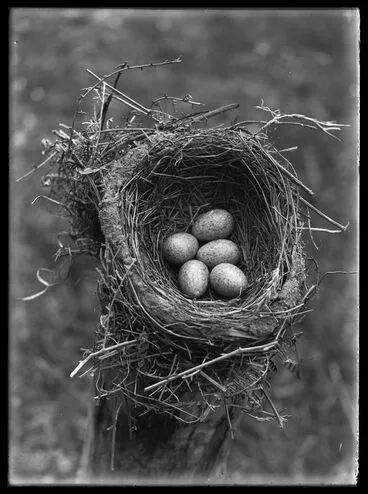Image: Nest and eggs of blackbird (Terdus merula)