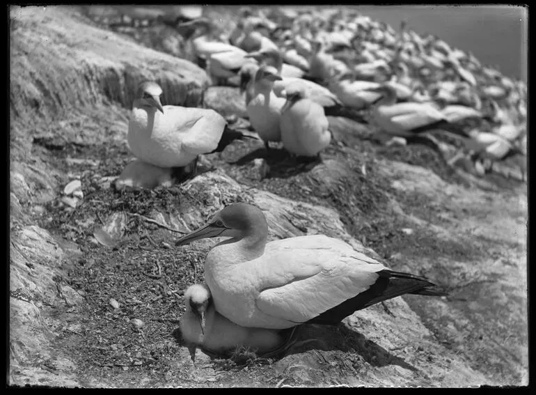 Image: Nature Studies - birds