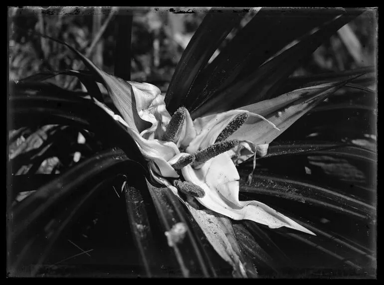 Image: Nature Studies - 1929