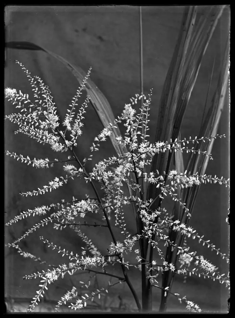 Image: Nature Studies - 1929