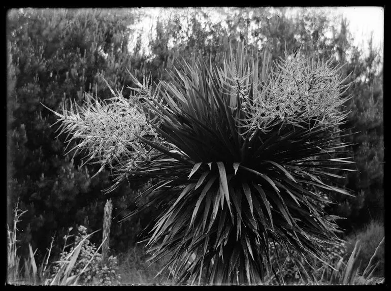 Image: Nature Studies - 1929