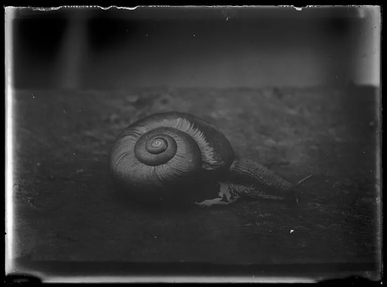 Image: Nature Studies - 1929
