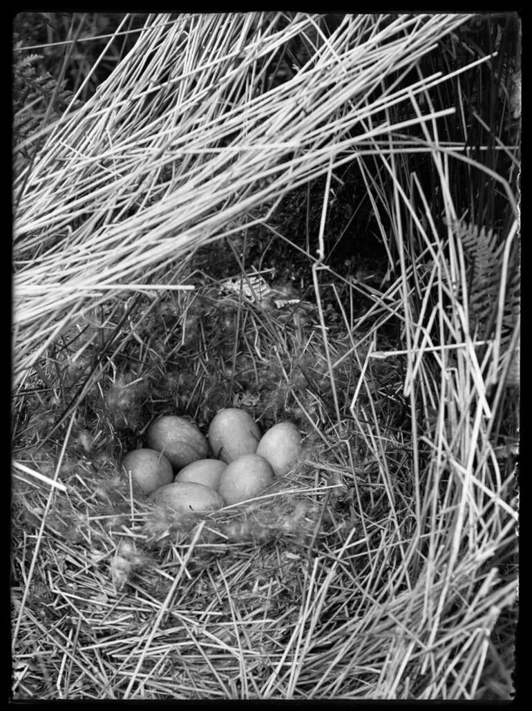 Image: Nature Studies - 1929