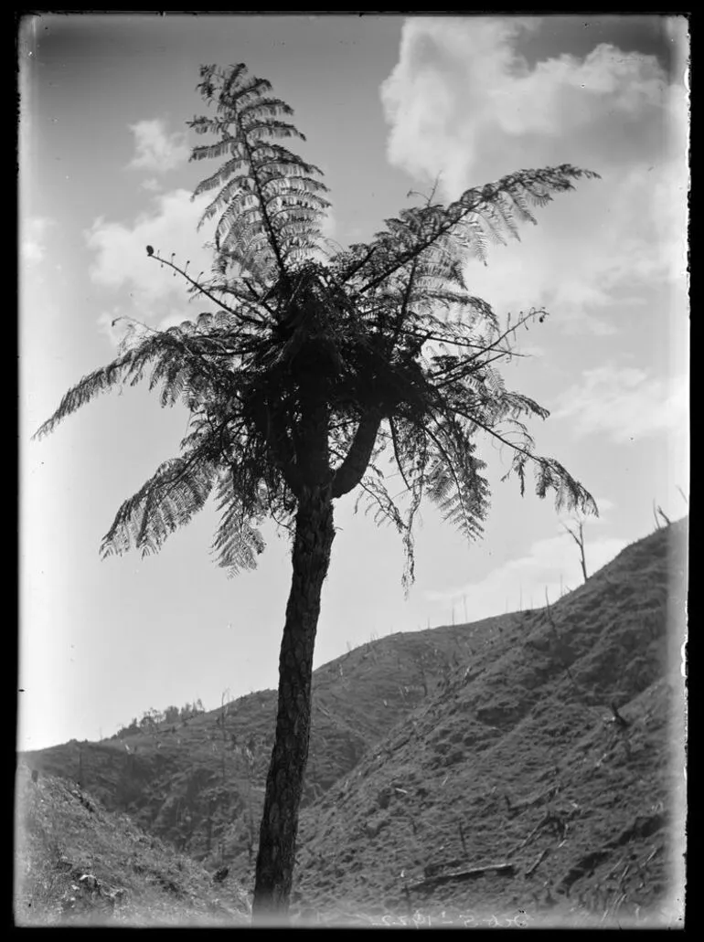 Image: Nature Studies - 1929