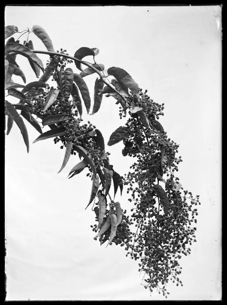 Image: Nature Studies : Supplejack, gannets etc - 1929