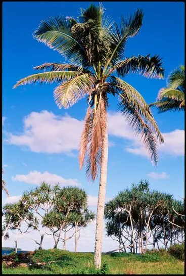 Image: Coconut palm, Vanuatu