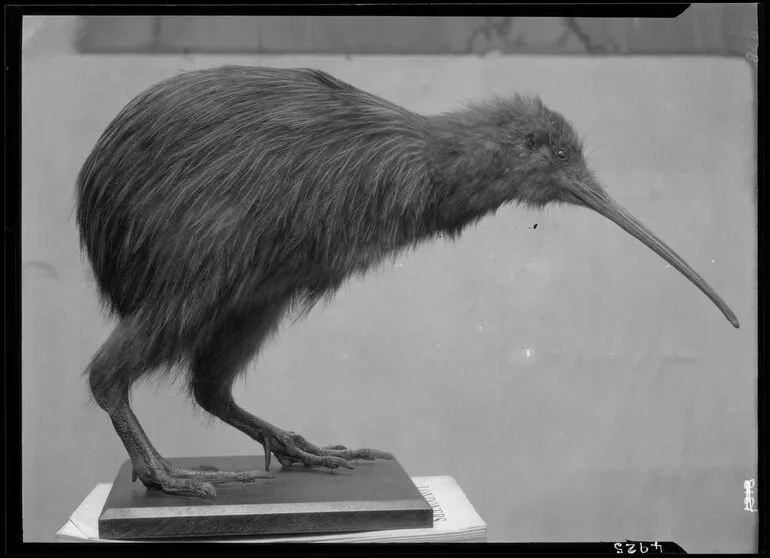 Image: Kiwi
