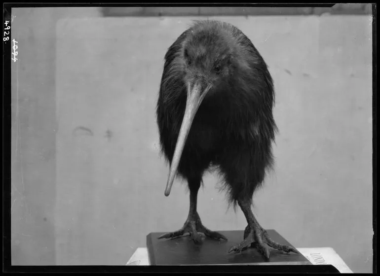 Image: Kiwi