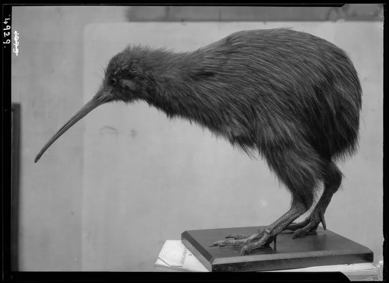 Image: Kiwi