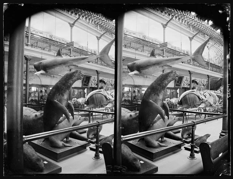 Image: Interior of Otago Museum, marine section