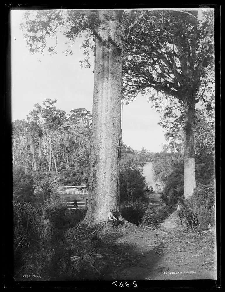 Image: Kauri