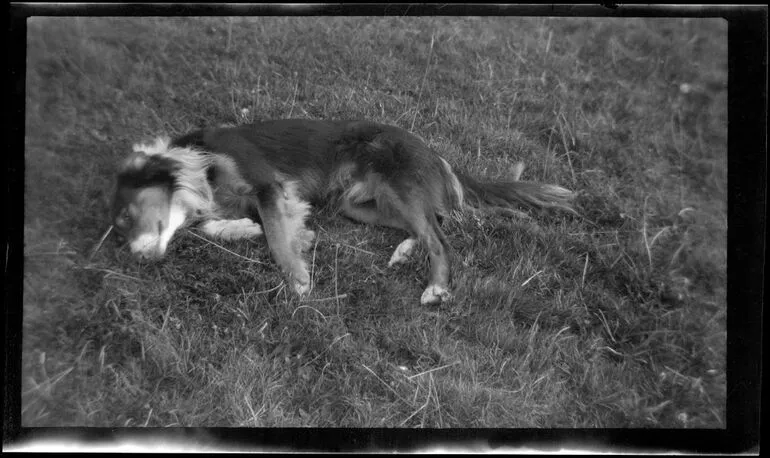 Image: Dog