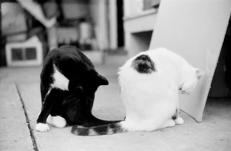 Image: [two cats]