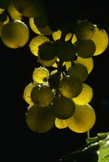 Image: Grapes